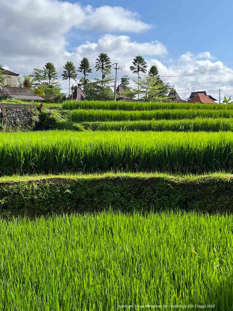 Rice Paddy Ubud 2022